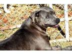 Adopt Regan a Gray/Silver/Salt & Pepper - with White American Pit Bull Terrier /