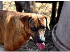 Adopt Itsy a Brindle Mixed Breed (Medium) / Mixed dog in Andrews, TX (40352572)