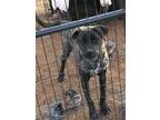 Adopt John a Black - with Gray or Silver American Pit Bull Terrier / Anatolian