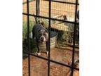 Adopt Briggs a Gray/Blue/Silver/Salt & Pepper Pit Bull Terrier / Mixed dog in