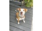 Adopt Evie a Tan/Yellow/Fawn - with White Mixed Breed (Large) / Mixed dog in