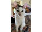 Adopt Blossom a White (Mostly) Domestic Shorthair (short coat) cat in Yuba City
