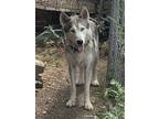 Adopt Lakota a Gray/Silver/Salt & Pepper - with White Siberian Husky / Mixed dog