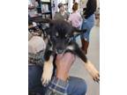Adopt Rowan a Labrador Retriever / Husky / Mixed dog in PAHRUMP, NV (40350332)