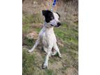 Adopt Marvin a White - with Black English Pointer / Dalmatian / Mixed dog in