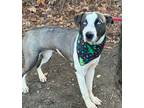 Adopt Emory a Gray/Silver/Salt & Pepper - with White Pit Bull Terrier / Husky /