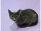 Adopt Houdini a Gray or Blue Domestic Shorthair / Mixed (short coat) cat in