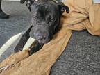 Adopt Murphy a Black - with Brown, Red, Golden, Orange or Chestnut Pit Bull