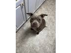 Adopt Gabriella a Gray/Blue/Silver/Salt & Pepper Pit Bull Terrier / Mixed dog in