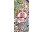 Adopt Meadow a Brown/Chocolate - with White Pit Bull Terrier / Mixed dog in