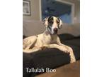 Adopt Tallulah Boo a Great Dane / Mixed dog in Bullard, TX (40285851)