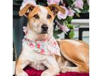 Adopt Blinko a Australian Cattle Dog / Australian Cattle Dog / Mixed dog in Fort