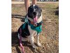 Adopt Giliel a Australian Cattle Dog / Corgi / Mixed dog in Fort Lupton