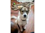 Adopt Jazzberry Jam a Australian Cattle Dog / Collie / Mixed dog in Fort Lupton