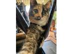 Adopt Fajita a Calico or Dilute Calico Domestic Shorthair (short coat) cat in