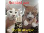 Adopt Tortilla a White (Mostly) Domestic Shorthair (short coat) cat in Mount