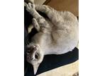 Adopt Snow White a Cream or Ivory (Mostly) Tabby / Mixed (short coat) cat in