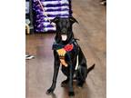 Adopt Echo a Black Labrador Retriever / Mixed dog in Branford, CT (39712340)