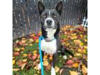 Adopt Tuna a Black - with White Border Collie / American Pit Bull Terrier /