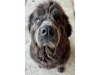 Adopt Stormy a Gray/Blue/Silver/Salt & Pepper Newfoundland / Mixed dog in