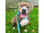 Adopt Barstow a Brown/Chocolate - with White American Pit Bull Terrier / Mixed