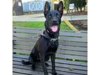 Adopt Dixie a Black German Shepherd Dog / Labrador Retriever / Mixed dog in