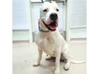 Adopt Dolores a White Dogo Argentino / Mixed dog in Costa Mesa, CA (40348556)