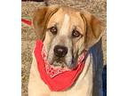 Adopt Lovely Peter a Tan/Yellow/Fawn - with White St. Bernard / Labrador