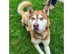 Adopt Jade a Red/Golden/Orange/Chestnut - with White Siberian Husky / Mixed dog