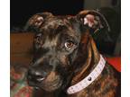 Adopt Lovey a Brindle American Pit Bull Terrier / Mixed dog in Andrews