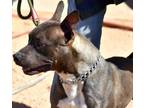 Adopt Tyche a Black - with Gray or Silver American Pit Bull Terrier / Mixed dog