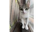 Adopt St. Augustine Grass a Gray, Blue or Silver Tabby Domestic Shorthair cat in