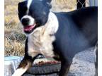 Adopt Tori a Black - with White Jack Russell Terrier / Mixed dog in Andrews
