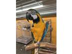Adopt Lucy a Macaw bird in Edgerton, WI (33590117)