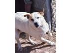 Adopt Daisy a White - with Red, Golden, Orange or Chestnut Great Pyrenees /