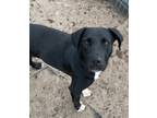 Adopt Anabas a Black Labrador Retriever / Mixed dog in Groton, CT (40341576)