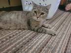 Adopt Hera a Gray, Blue or Silver Tabby Domestic Shorthair (short coat) cat in