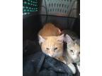 Adopt Luke & Leia a Orange or Red (Mostly) Domestic Shorthair (short coat) cat