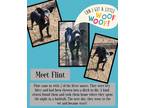 Adopt Flint a Mixed Breed (Medium) dog in Ola, AR (39438800)