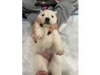Adopt Buffy a White Shepherd (Unknown Type) / Mixed Breed (Medium) dog in