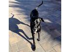 Adopt Baby a Black Great Dane / Mixed dog in Vail, AZ (39103100)