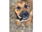 Adopt PB Max a Cattle Dog / Shepherd (Unknown Type) / Mixed dog in Fort Lupton