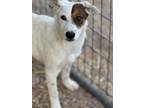 Adopt Picholine a Australian Cattle Dog / Australian Shepherd / Mixed dog in