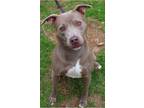 Adopt Teddy Bear a Gray/Silver/Salt & Pepper - with White American Staffordshire