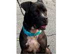 Adopt Beast a Black - with White Pit Bull Terrier / Boxer / Mixed dog in Smyrna