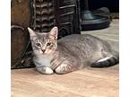 Adopt Misty a Gray, Blue or Silver Tabby Domestic Shorthair (short coat) cat in