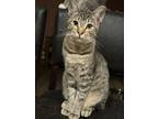 Adopt Walter a Brown Tabby Domestic Shorthair (short coat) cat in Yuba City