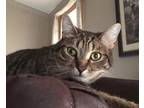 Adopt Pebble a Domestic Shorthair / Mixed (short coat) cat in Fond du Lac
