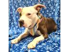 Adopt Mistletoe a White - with Gray or Silver American Pit Bull Terrier / Mixed