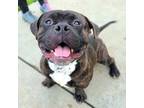 Adopt Pinto Bean a Brindle - with White Staffordshire Bull Terrier / French